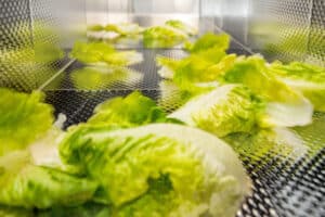 Salat im Technikum