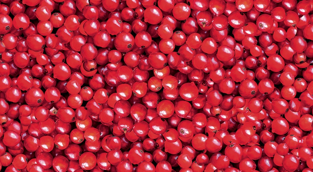 Food / Animal feed<br>